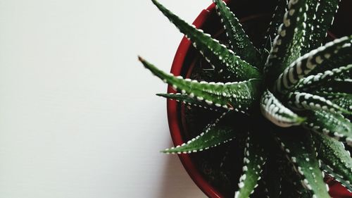 Close-up of succulent plant