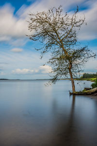 Tree by lake against sky