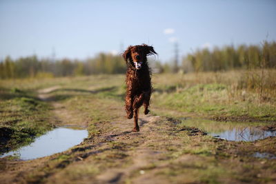 Dog running in a field