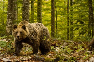 View of lion in forest