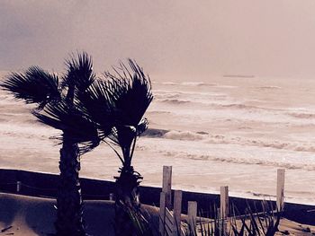 Palm trees on beach at sunset