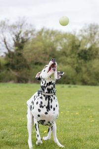 Dog on grass against sky