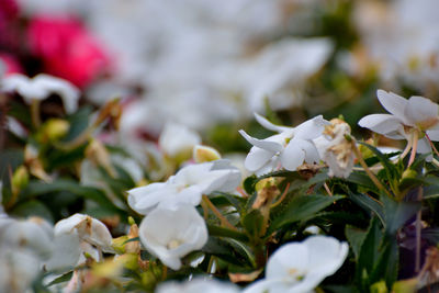 Close-up of white flowering plants