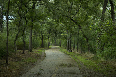 Road passing through forest