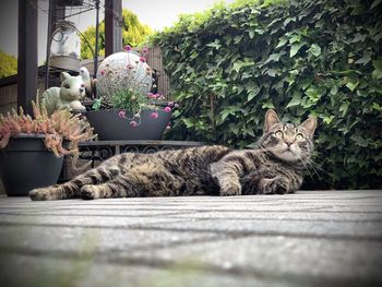 Cat resting in backyard