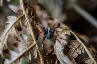 Close-up of insect