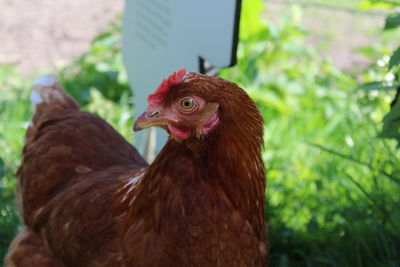 Close-up of rooster