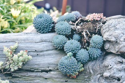 Close-up of succulent plant