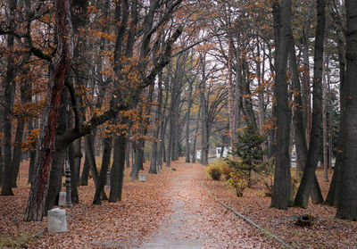 Trees in forest during autumn