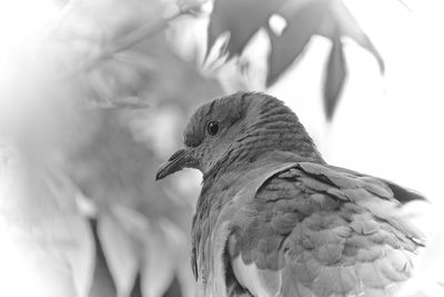 Close-up of pigeon