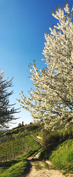 Cherry blossom trees on field against clear blue sky