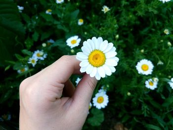 Close-up of hand holding daisy flower