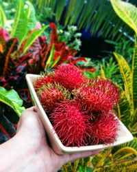 Cropped image of hand holding fruit