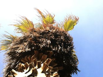 Low angle view of tree against sky