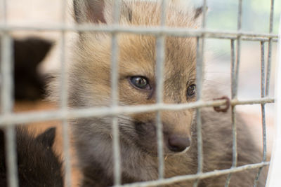 Close-up of a cat in cage