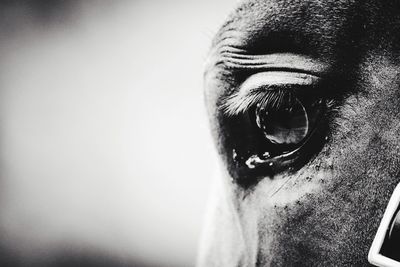 Close-up of animal eye