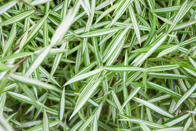 Full frame shot of fresh green plant