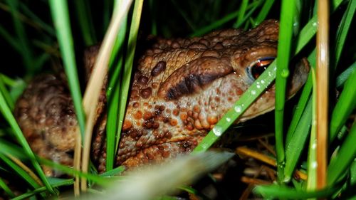 Close-up of a lizard