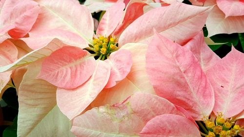 Close-up of pink flowers