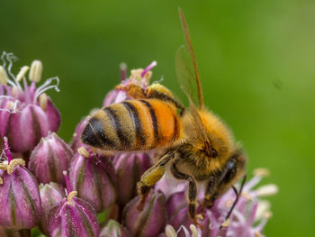 Close-up of bee pollinating on purple flower