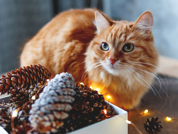 Cute ginger cat on wooden table near box with pine cones and light bulbs. christmas and new year.