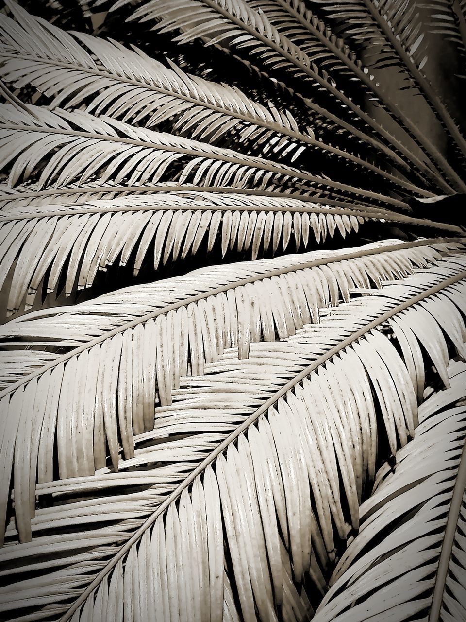 CLOSE-UP OF PALM LEAVES