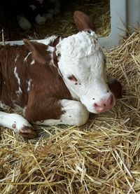 Close-up of a relaxed calf