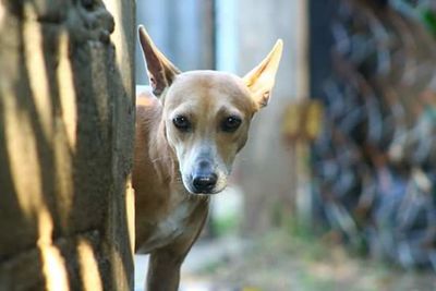 Portrait of dog