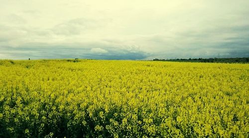 Scenic view of field against cloudy sky