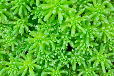 Full frame shot of fresh green plants