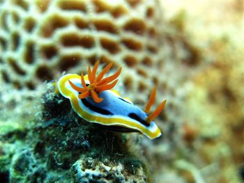 Close-up of nudibranch in sea