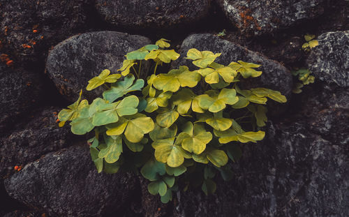 Close-up of flowering plant by rocks