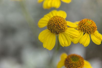 Close-up of yellow flowers blooming outdoors
