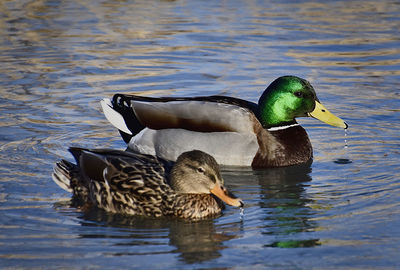 Duck swimming in lake