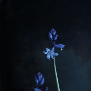 Close-up of purple flowering plant against black background