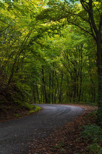 Road amidst trees in forest