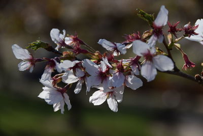 Close-up of white flowers on tree