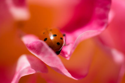 Detail shot of ladybug on flowers