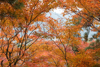 Low angle view of maple tree