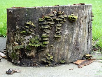 Close-up of tree trunk