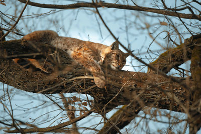 Low angle view of squirrel on tree