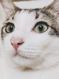 Close-up portrait of cat