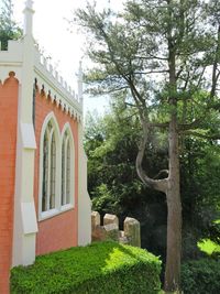 Low angle view of trees