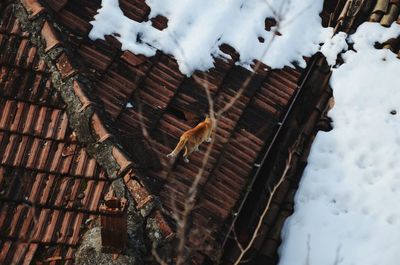 Journey of a cat on a snow covered rooftops
