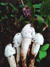 Close-up of mushroom growing on field