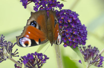 Close-up of butterfly pollinating on purple flower