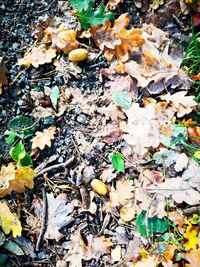 High angle view of dry leaves on road