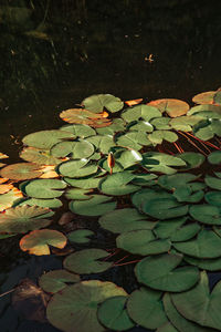 Close-up of lotus water lily in lake