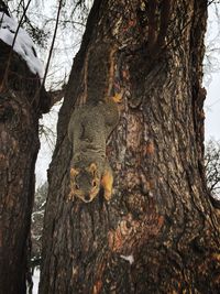 Close-up of squirrel on tree trunk