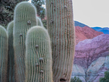 Close-up of cactus on mountain